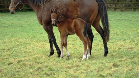 2014 colt by Oasis Dream  